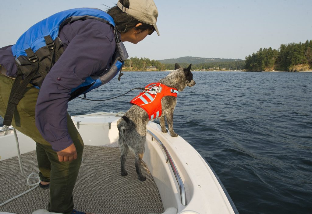 a conservation canine on a boat sniffing for whale scat