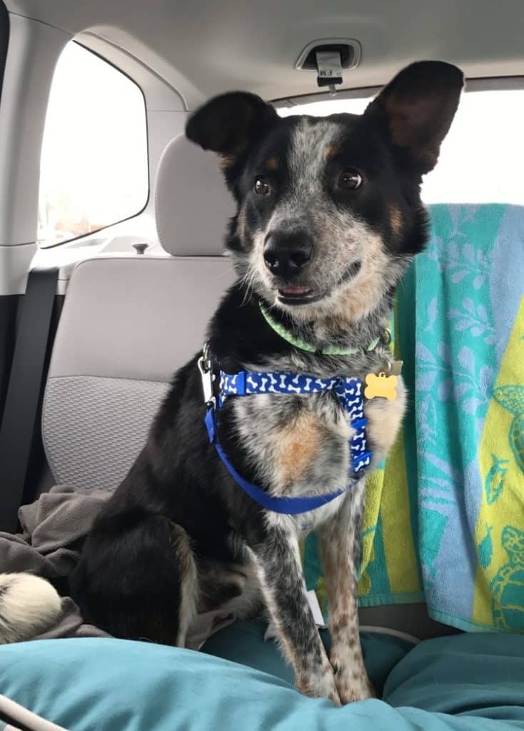 A black and white heeler rides in the backseat of a car