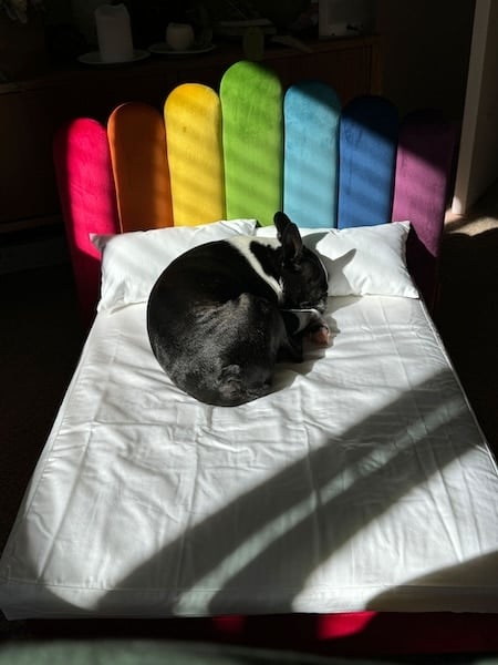 Dog curls up on human dog bed