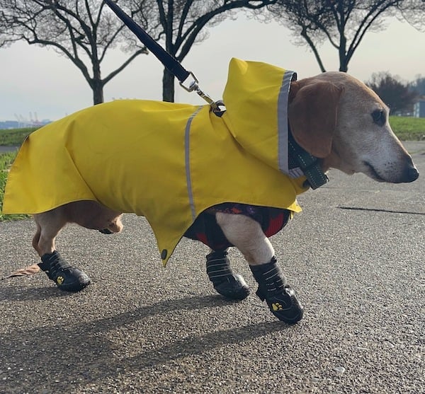Dog in raincoat walks gingerly in boots