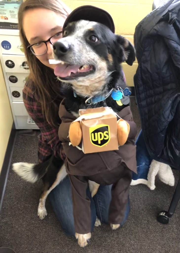 A cattle dog is dressed up in a UPS delivery driver costume