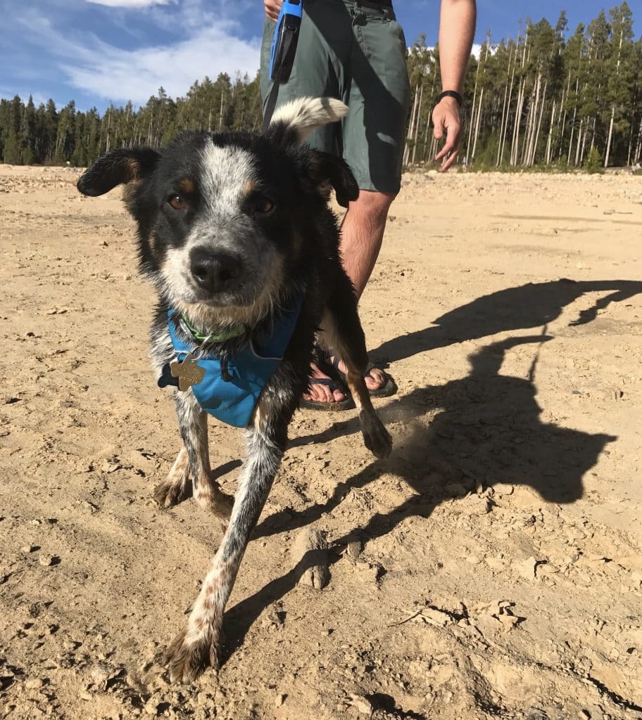 A black and white heeler plays on a sandy beach wearing a blue harness