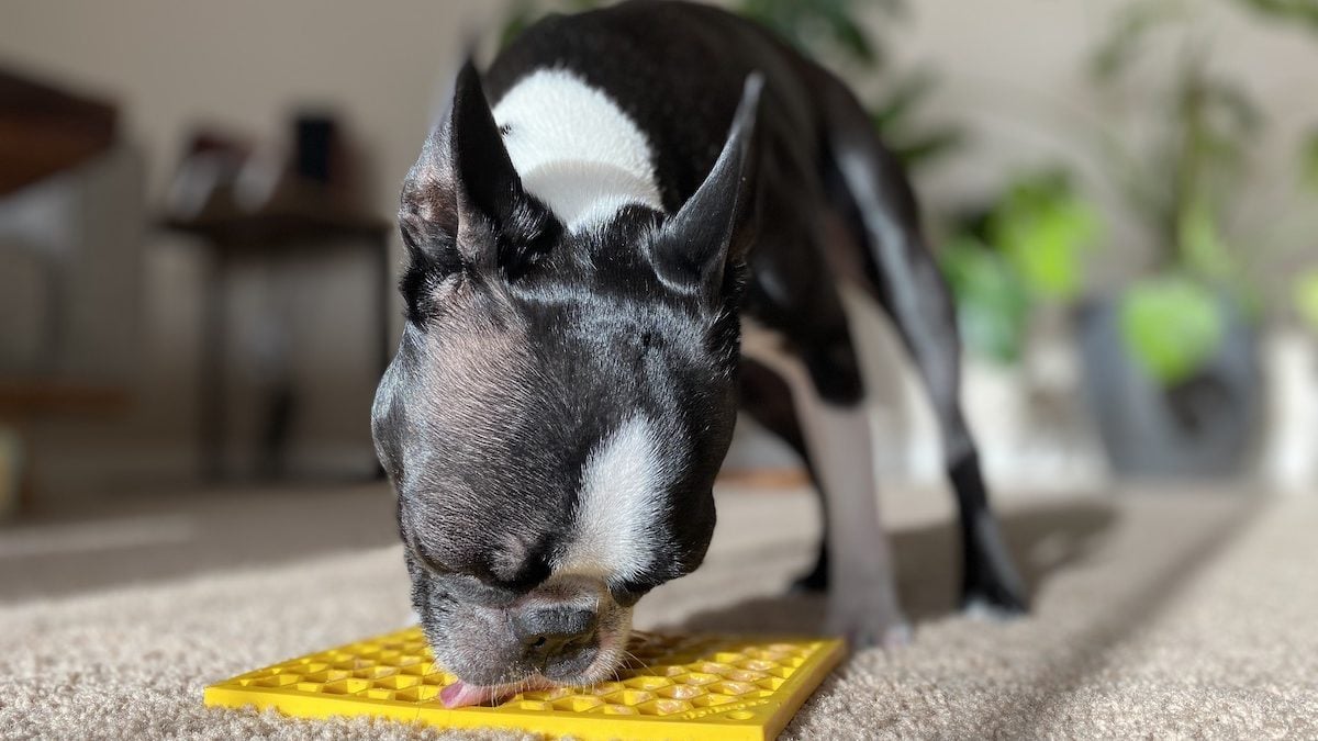 The 9 Best Dog Lick Mats for Bored or Anxious Pups
