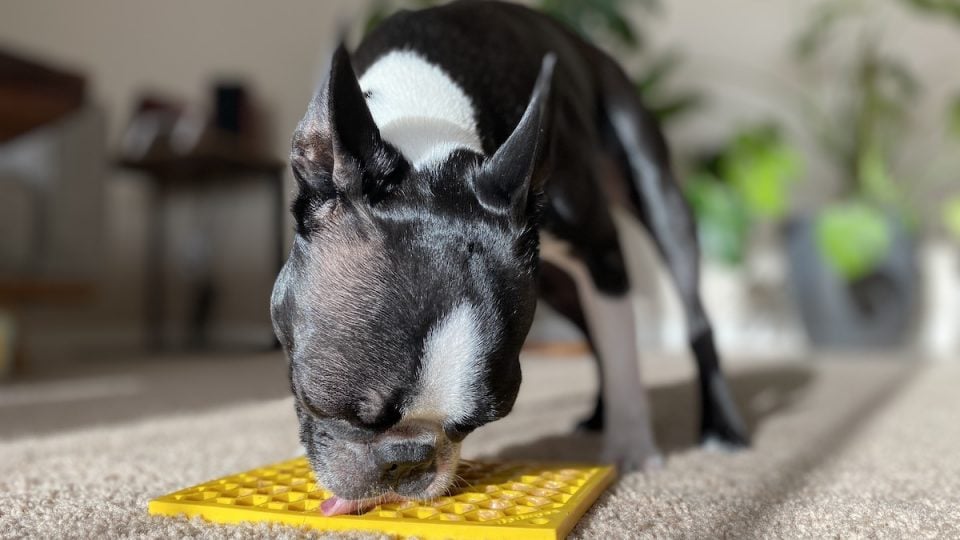 Boston Terrier enjoys lick mat