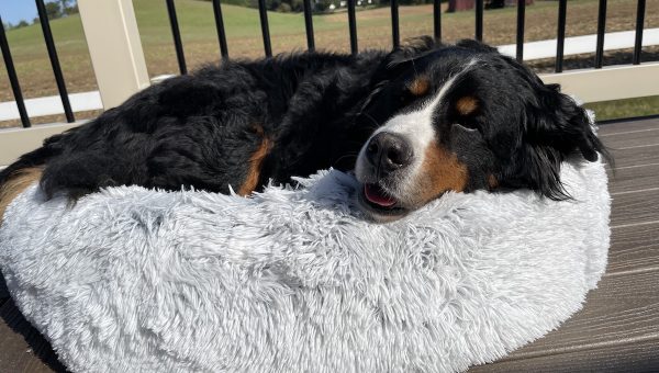 Ruby the Bernese Mountain dog tests a calming dog bed