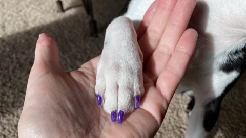 Boston Terrier displays purple nails