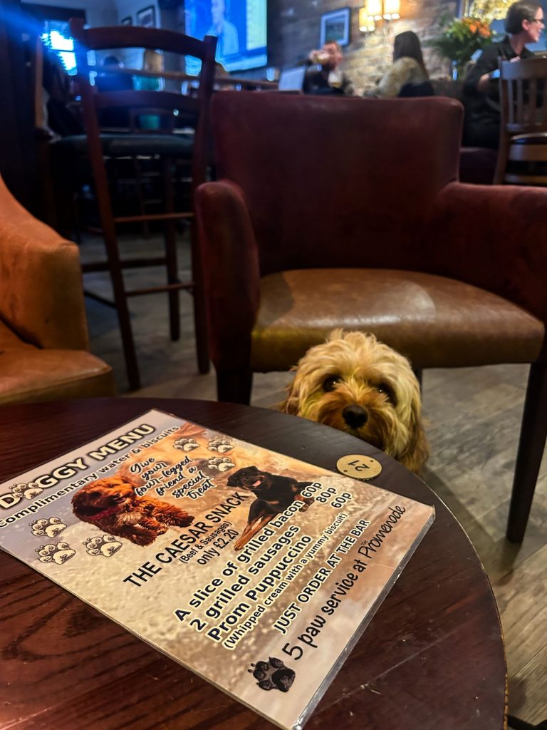 Dog peers over table at doggy menu in pub