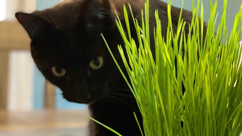 Cat peers into cat grass planter