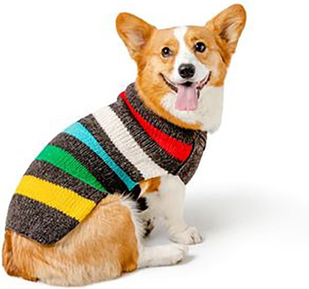 Corgi in striped dog sweater
