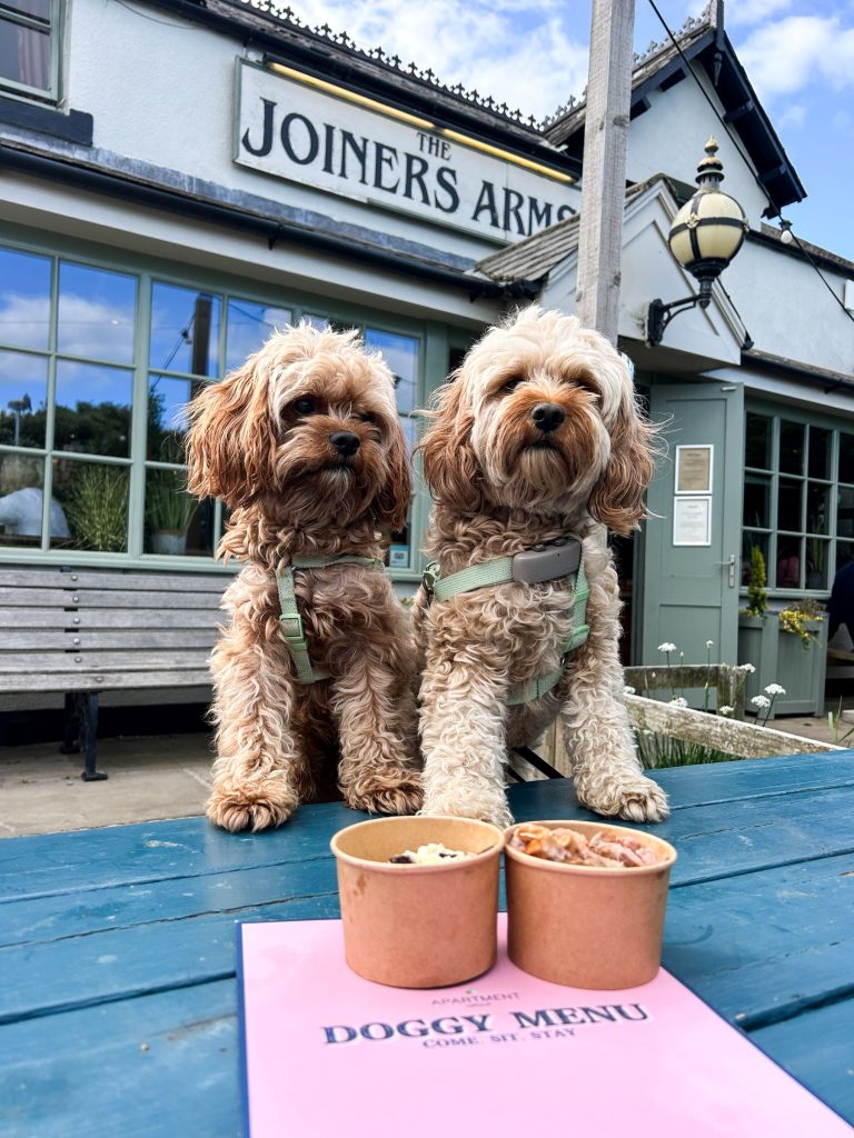 Two dogs with pup cups at The Joiners Arms, Newton By The Sea
