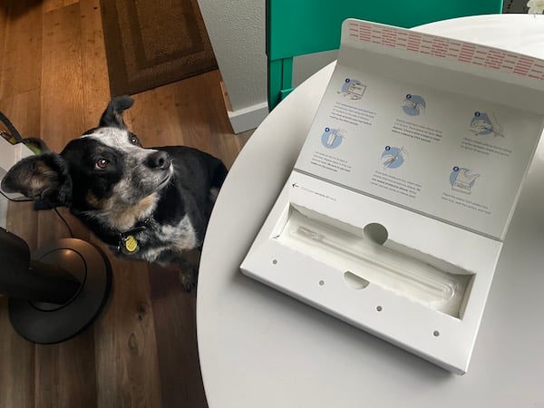 Dog looks at DNA test kit