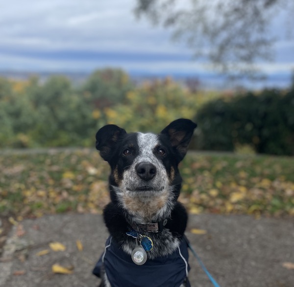 Dog looks at camera against background of fall leaves