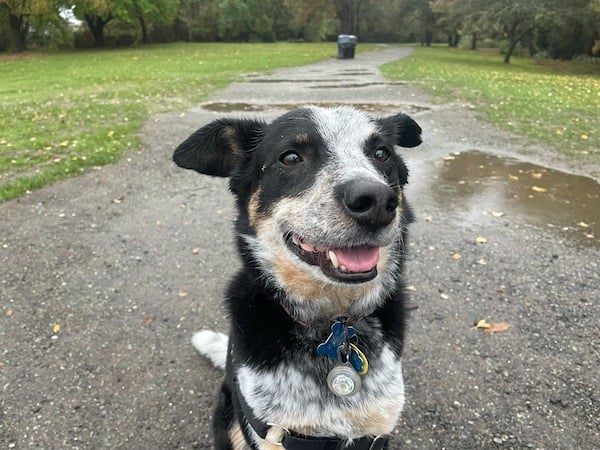 Dog sits on muddy path, grinning at camera