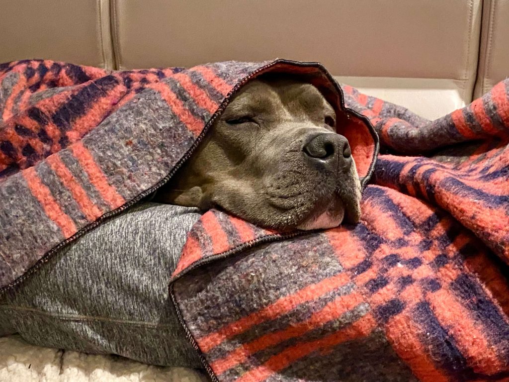 A dog burrowing under a blanket
