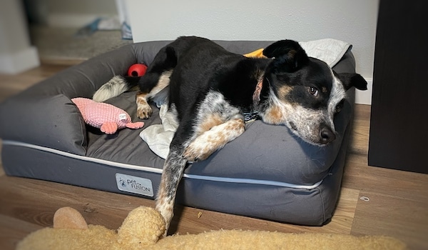 Dog lays in bed surrounded by toys