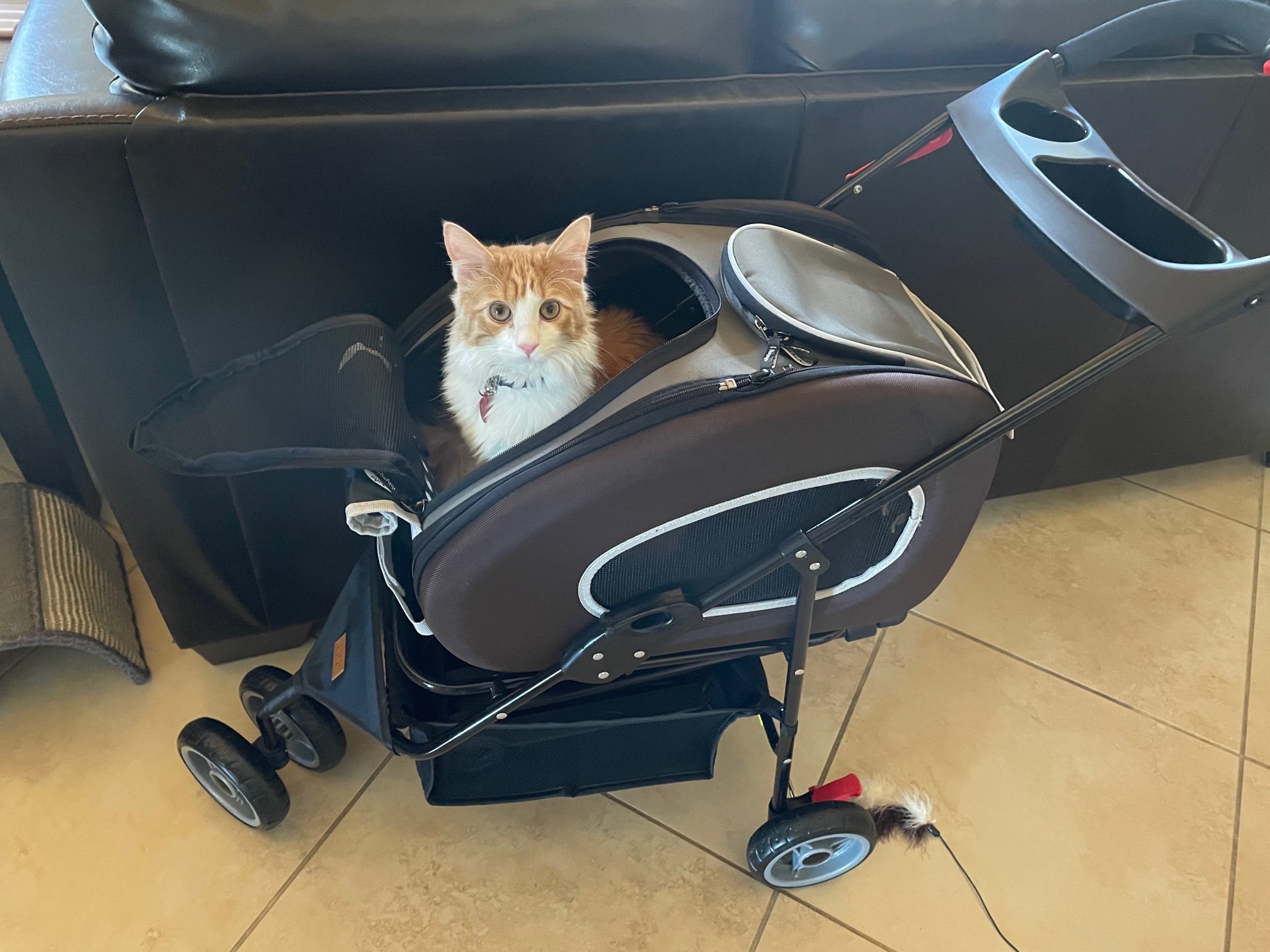 Cat Stroller We've Found the World's Most Versatile Cat Carrier to Date