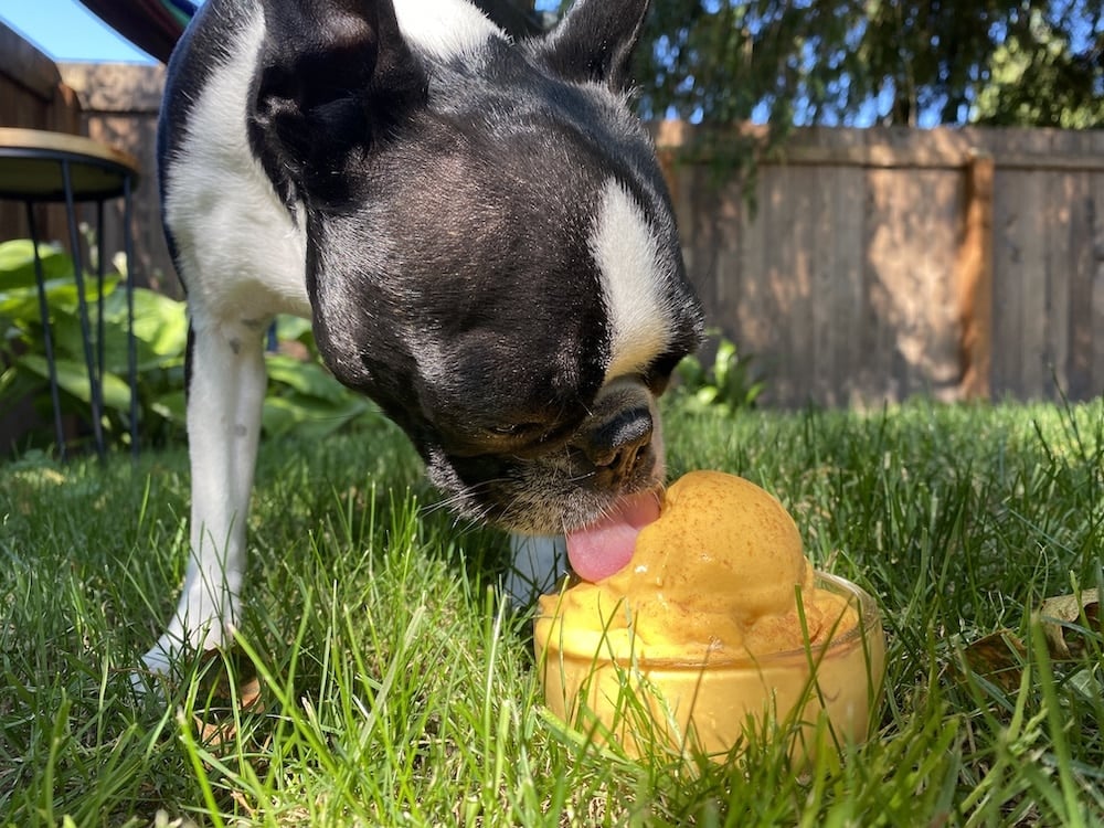 Creamy, Slightly Sweet Pumpkin Ice Cream for Dogs Will Be a Hit [Recipe]
