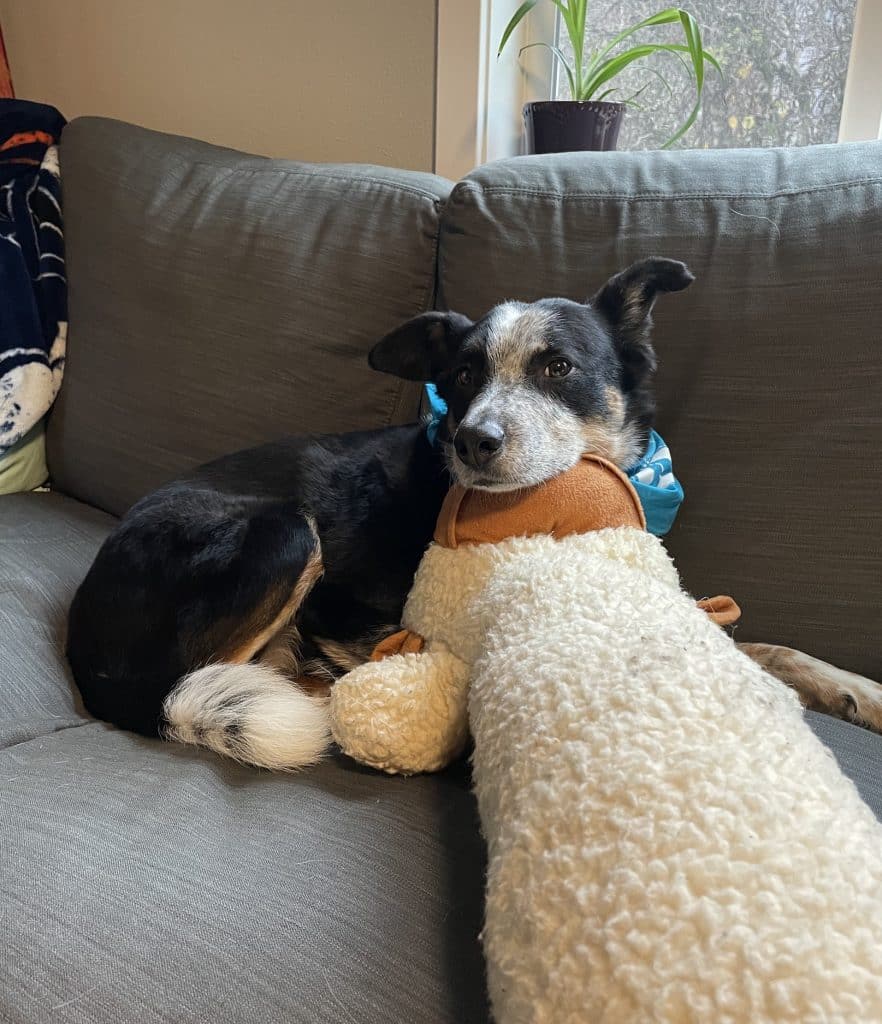 A cattle dog rests his chin on a gigantic monkey toy