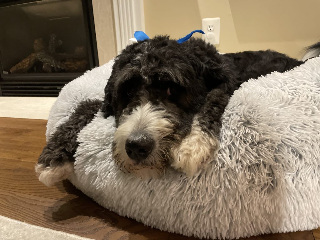 Dog lays in calming bed with paws drooping over the edge