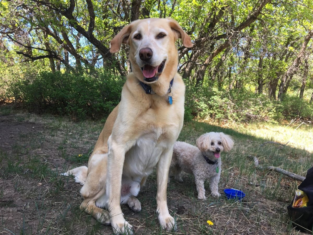 Rescue dogs exercising