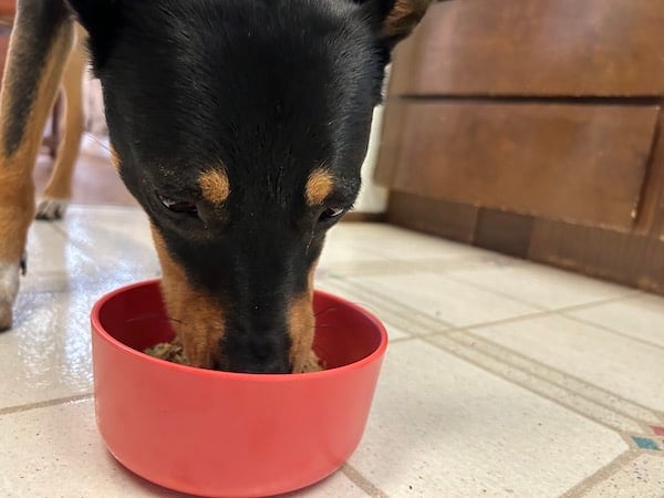 Dog digs into bowl of Ollie fresh food