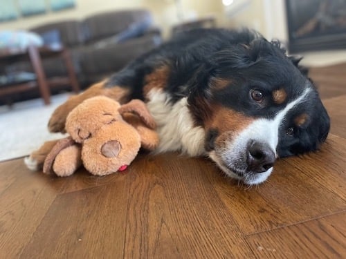Dog lays with snuggle puppy heartbeat toy between her paws