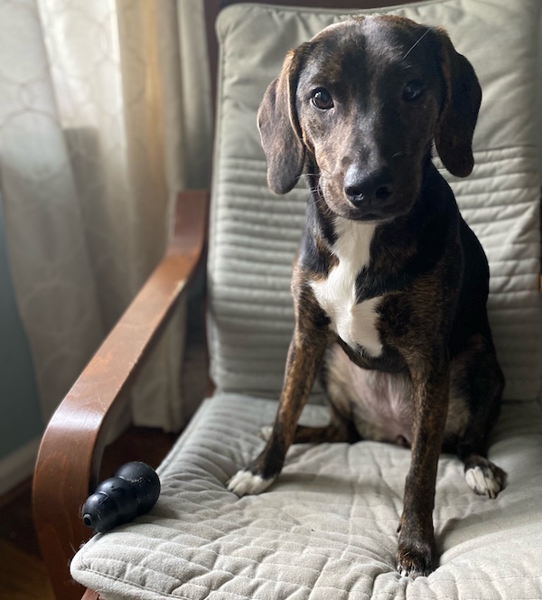 Dog sits on chair with well-chewed Kong