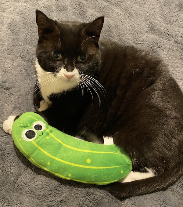 Cat sits next to green wiggle pickle toy