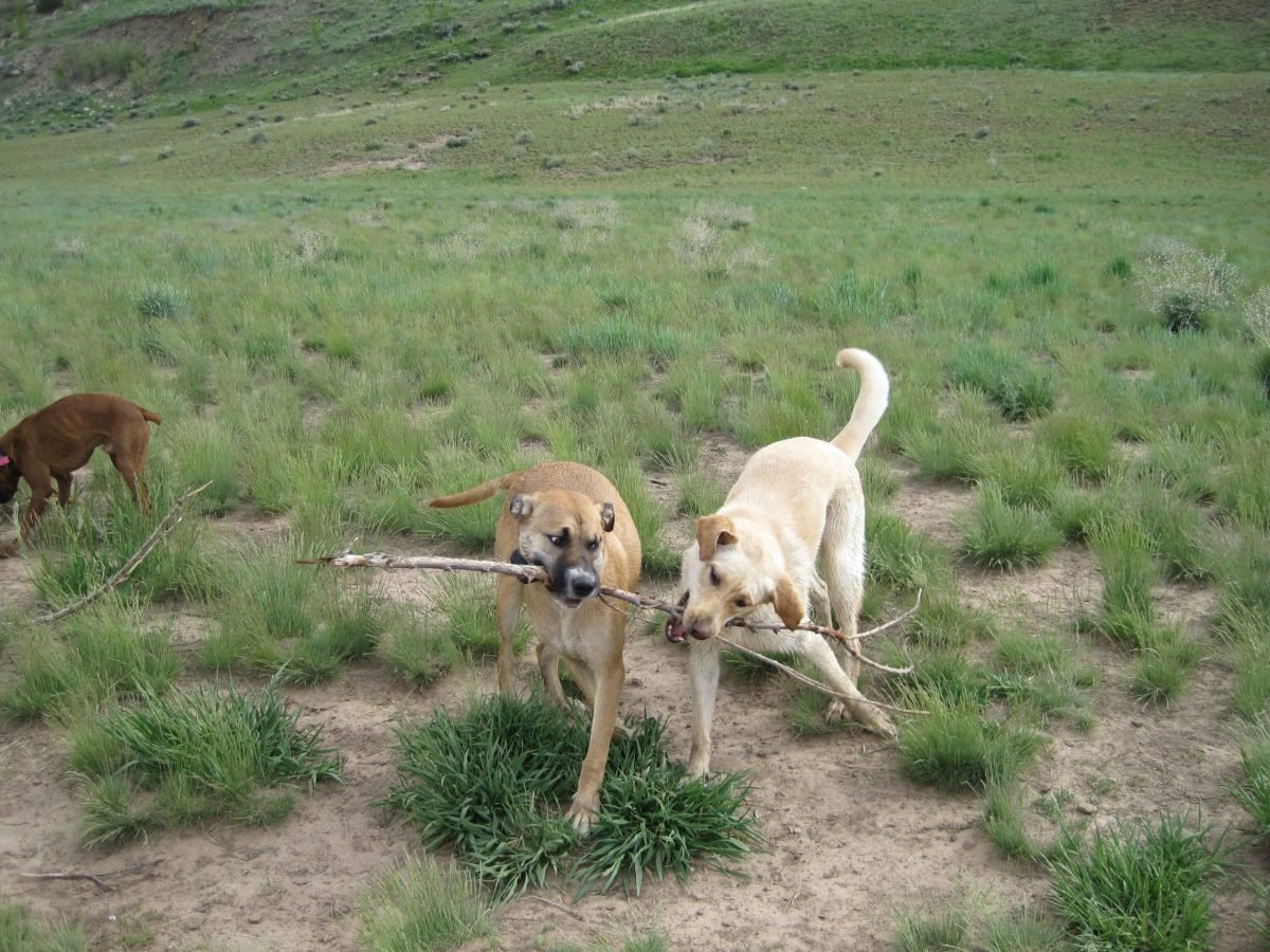 Dogs play at a dog park.