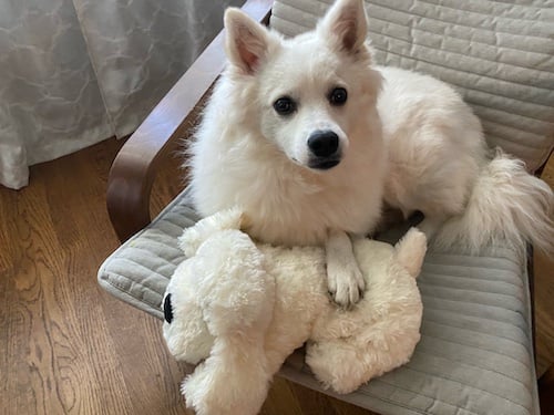 Dog sits in chair with snuggle puppy heartbeat toy