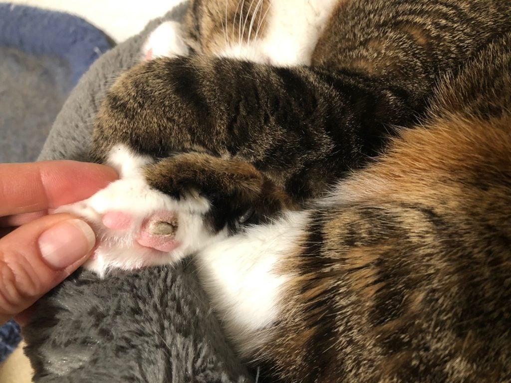 Matilda's crusty paw growth