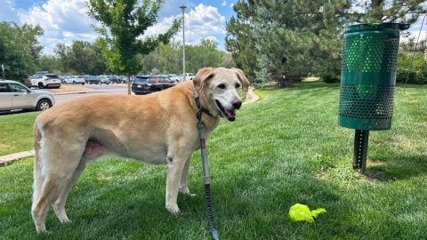 Dog with dog poop bag and trash can