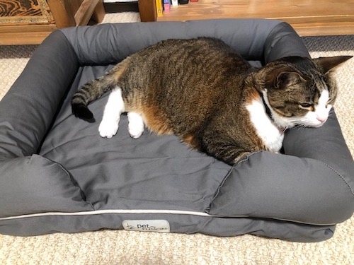 Senior cat relaxes in PetFusion Ultimate Dog bed