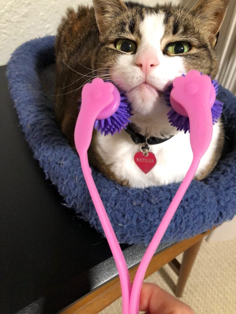 Matilda the tabby gets her face massaged by a hand held cat massager