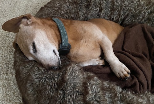 Dog sleeps with floppy ears