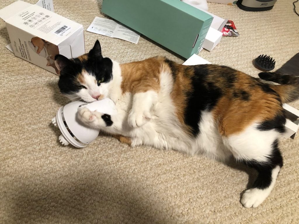 Ramona the calico chews on the electric pet head massager