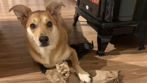 Brown dog with pieces of cardboard