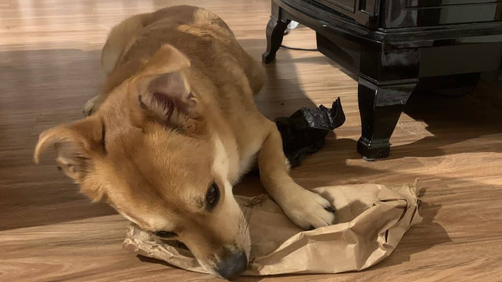 Brown dog eating cardboard