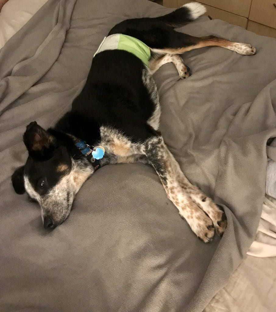 A black dog lays on a bed wearing a green reusable diaper