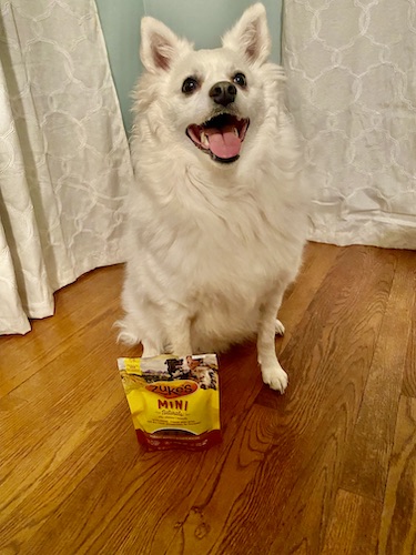 Dog sitting with bag of treats