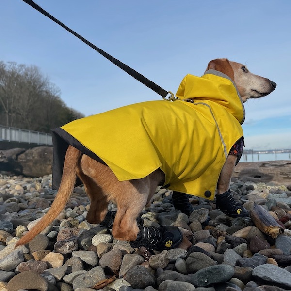 Dog in raincoat and boots stands on rocky beach