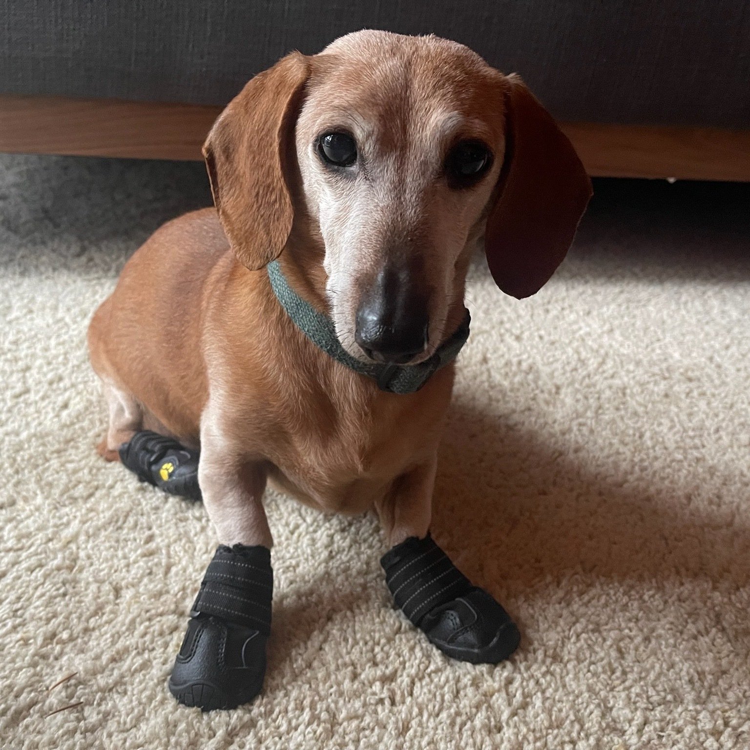 Dog Boots | Why Even Shoe-Averse Pups Might Want a Pair