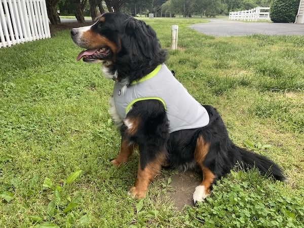 Dog sits on grass, wearing SGODA cooling vest in gray