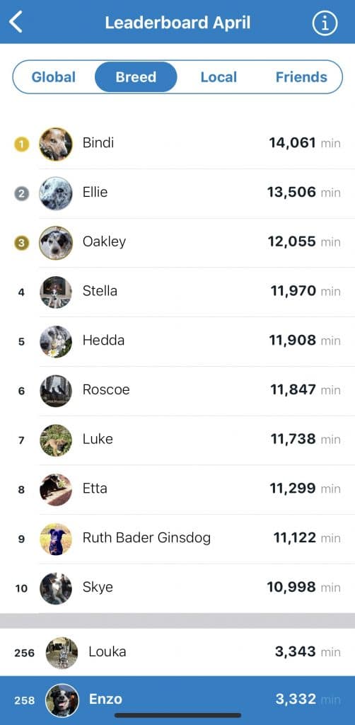 Activity leaderboard showing where Enzo ranks amongst cattle dogs on the Tractive app