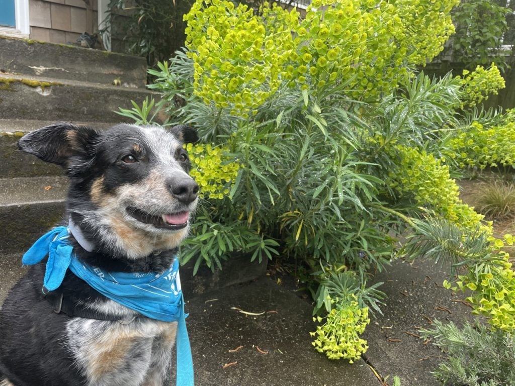A cattle dog models the Tractive dog GPS device in front of some green flowers