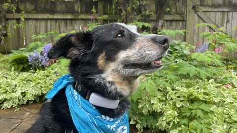 A cattle dog wearing a blue bandana and GPS tracker smiles in front of some plants