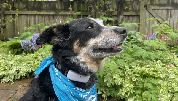 A cattle dog wearing a blue bandana and GPS tracker smiles in front of some plants