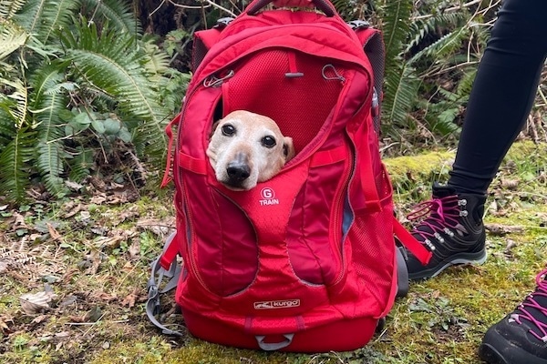 Dog peers out of red hiking backpack on the trail