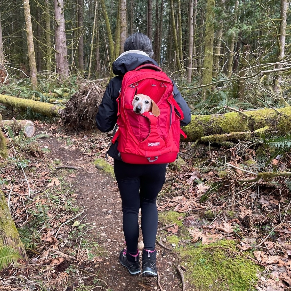 Person wearing red dog hiking backpack with pup's head poking out the top