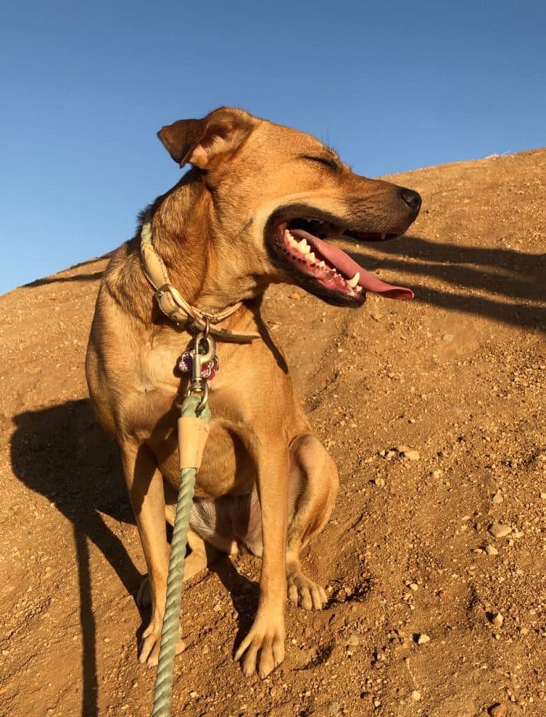 A brown mixed breed dog in Chicago